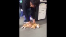 Funniest Cats and Dogs  - Funny Animal Videos #145-----فيديوهات حيوانات مضحكة