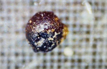 Alien Material Discovered in Pacific Ocean by Professor Avi Loeb 🌊