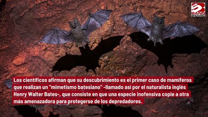 Los murciélagos imitan el zumbido de las avispas para ahuyentar a los búhos