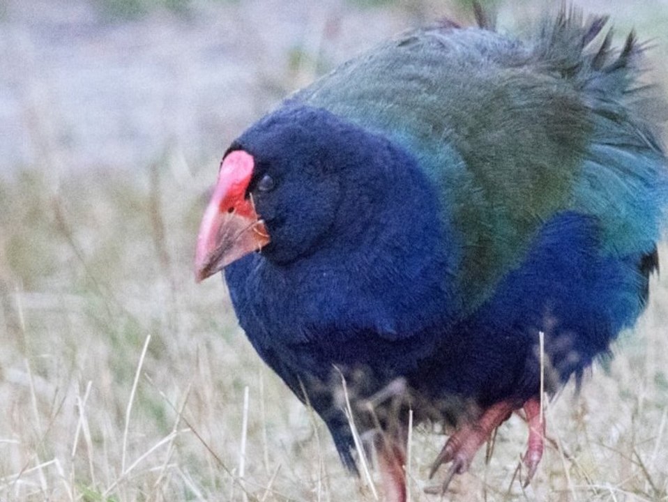 Vermeintlich ausgestorbener Vogel wieder in der Wildnis Neuseelands