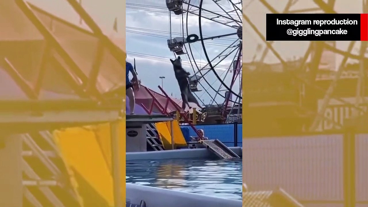 Vídeo cacetadas: tente não rir com esses cães trapalhões