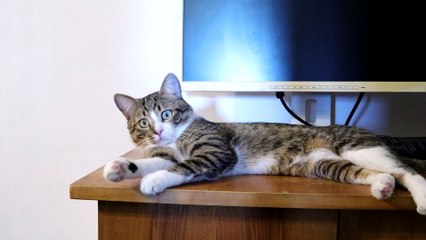 Funny Cat Loves Playing with His Toys (3)