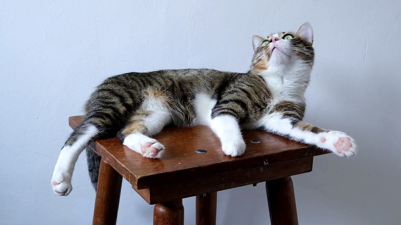 This Cat Won't Let Me Sit on the Chair (1)