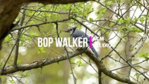 Bop Walker - Freedom Trail Studio  Jazz Music, Bright Music, Inspirational Music, Happy Music