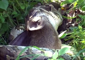 The python swallowed a deer whole (Ular piton itu menelan seekor rusa)