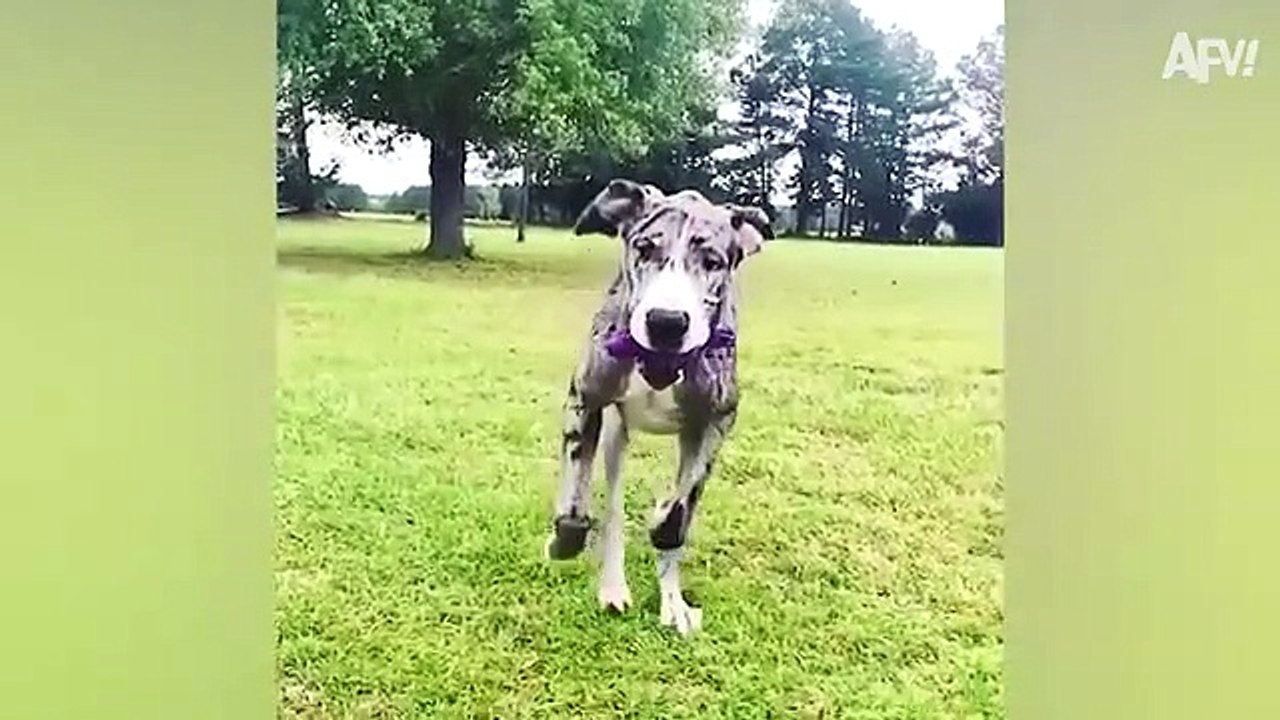 TRY NOT TO AWW  All-Time Funniest Dog Videos