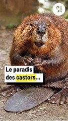 Pourquoi les castors font des barrages ?