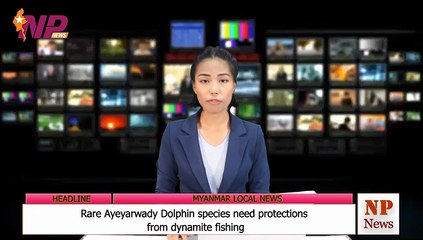 Rare Ayeyarwady Dolphin species need protections from dynamite fishing