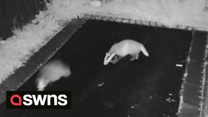 Adorable footage shows two badgers playing together on trampoline