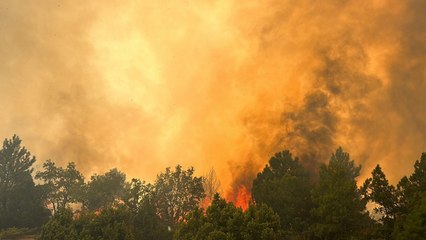 Kütahya’da orman yangını