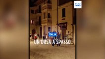 Un'orsa e i suoi due cuccioli passeggiano a San Sebastiano dei Marsi