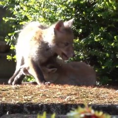 Les Renards Arrivent à Paris : Huit Renardeaux au Cimetière du Père Lachaise