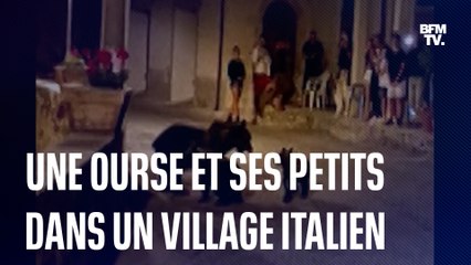 Cette ourse et ses petits se promènent dans un village en Italie