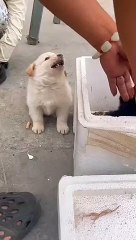 Dog overacting viral video