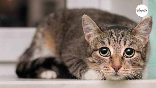 ¿Qué productos de limpieza son tóxicos para los gatos?