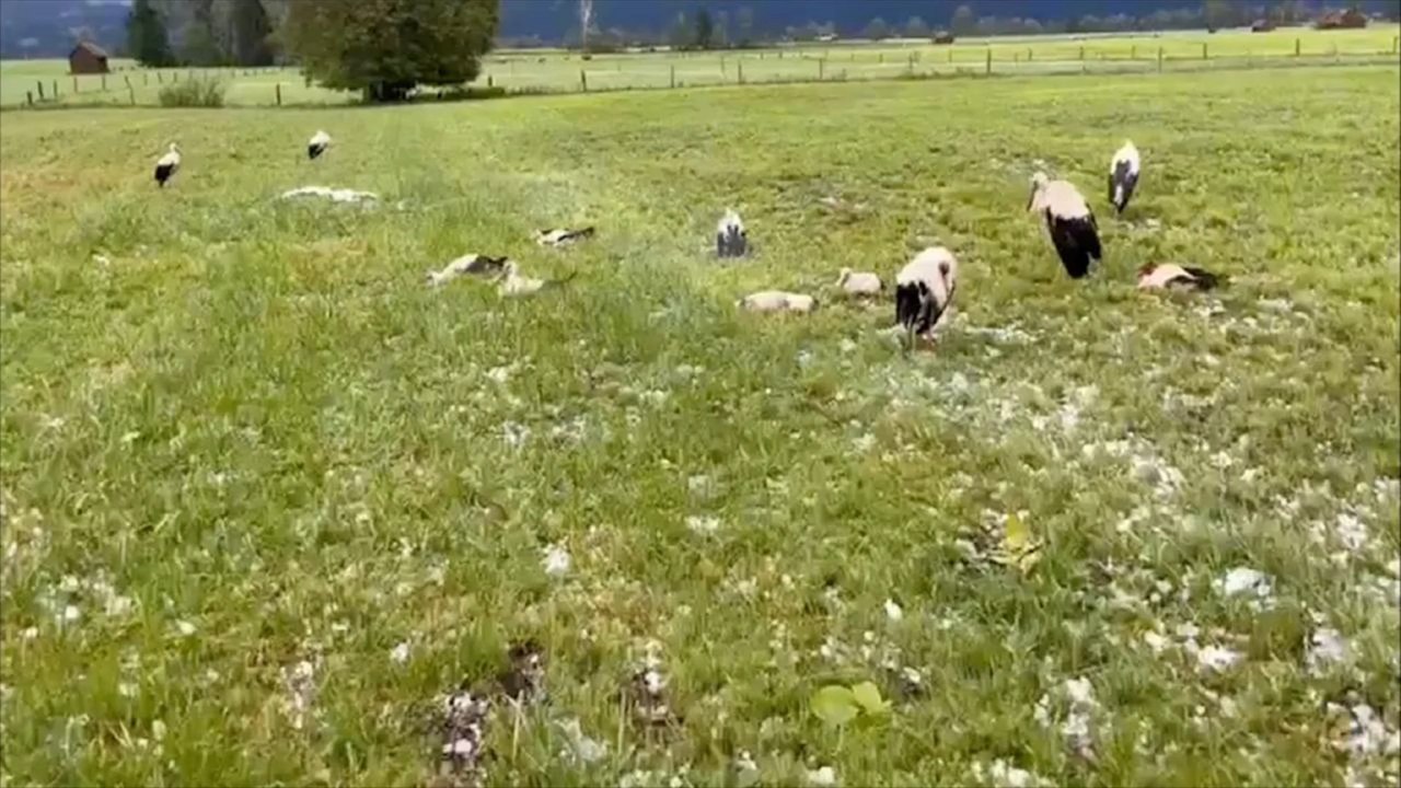 Bayern: heftiger hagel tötet mehrere tiere