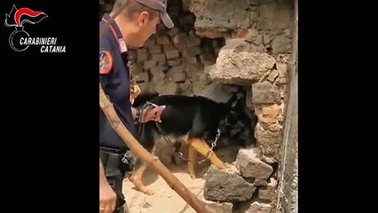 Nucleo Cinofili di Catania trovano droga e armi a Librino