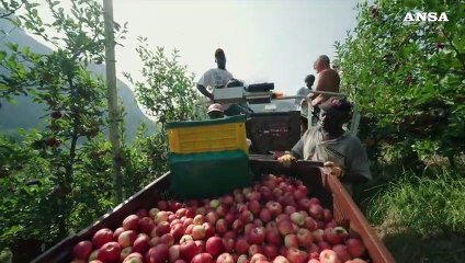 Mele, nelle valli trentine comincia la raccolta