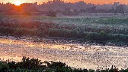 Dolphins seen in River Great Ouse at Salters Lode near Downham Market
