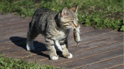 Spannendes Katz-und-Maus-Spiel endet überraschend 🐱🐭