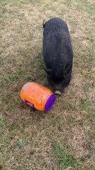 Potbelly Pig résout le casse-tête des boules de fromage