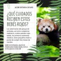 -Jacobo Shemaria Capuano- Bebés de esperanza: ¡nacen en Francia dos pandas rojos, especie en peligro de extinción! (parte 1)
