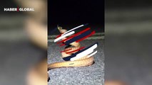 Şoke eden anlar... Uzadıkça uzayan yılanın görüntüleri sosyal medyada viral oldu
