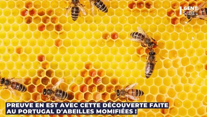 Des abeilles momifiées vieilles de 3000 ans ont été retrouvées intacts, dans leur ruche (PHOTO)