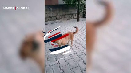 Sosyal medya kullanıcılarına 'resmen gülüyor' dedirten sokak köpeğinin görüntüleri gündem oldu