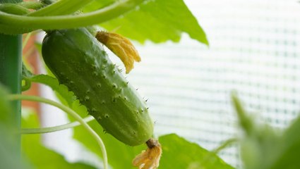 7 Common Causes of Yellow Cucumbers and Simple Fixes 🍆