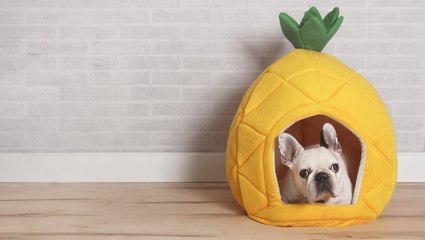 7 Pet-Friendly Interior Design Ideas Your Furry Friend Will Love