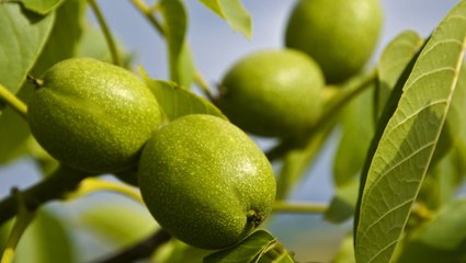 How to Harvest Black Walnuts and Enjoy Their Delicious Flavor