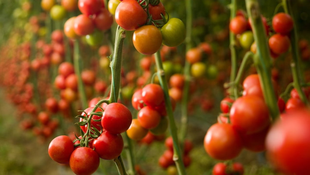 Are Tomatoes Perennial Plants That Can Survive Winter?