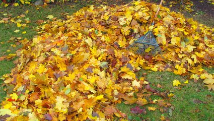 Fall Lawn Care Tips to Take Your Yard to the Next Level