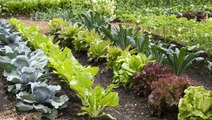 From Lettuce and Beets to Radishes and Peas, These Are the Best Vegetables to Plant in Early Spring