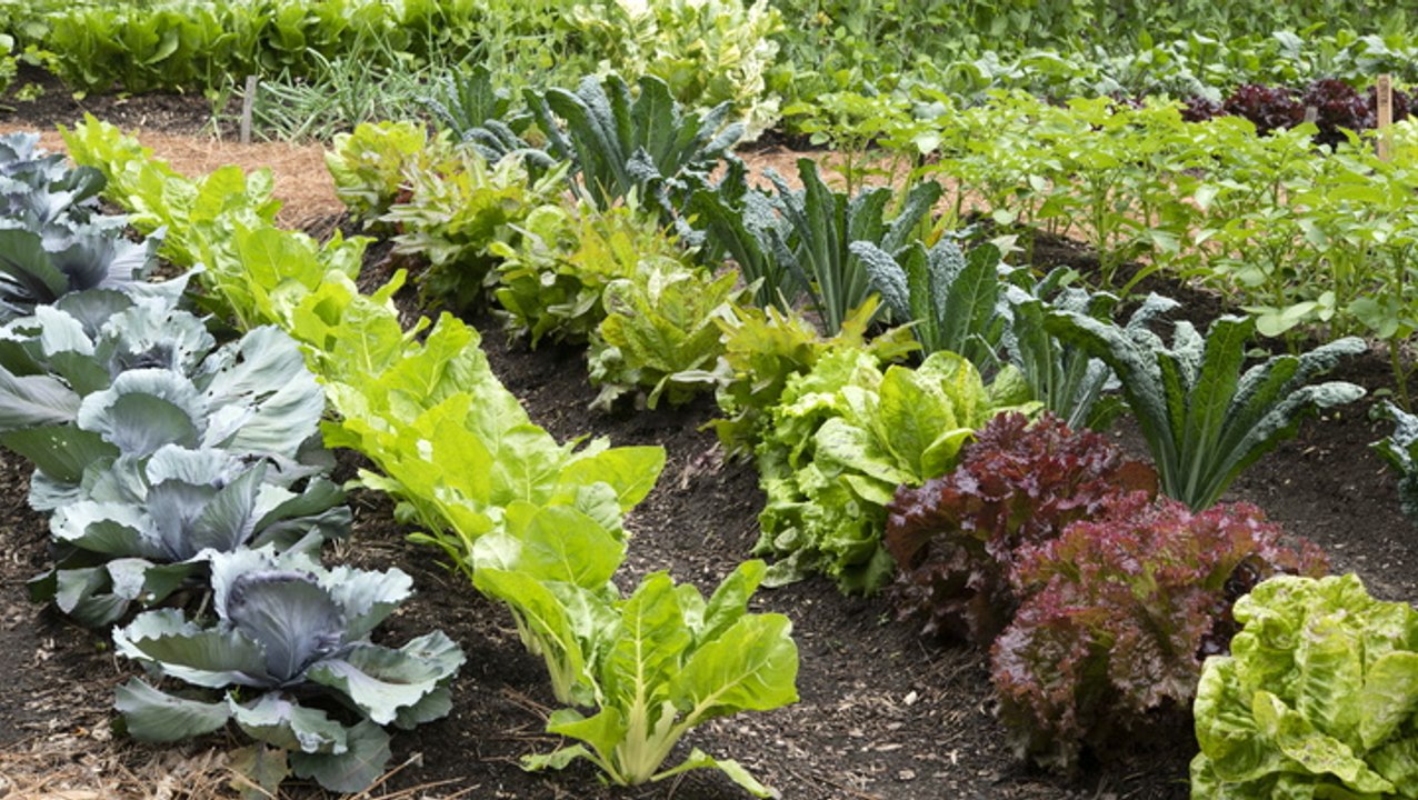 From Lettuce and Beets to Radishes and Peas, These Are the Best Vegetables to Plant in Early Spring