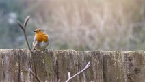 5 Ways to Keep Problematic Birds Out of Your Garden, According to Gardening Experts