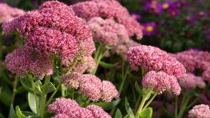 These Outdoor Plants Are Incredibly Hard to Kill