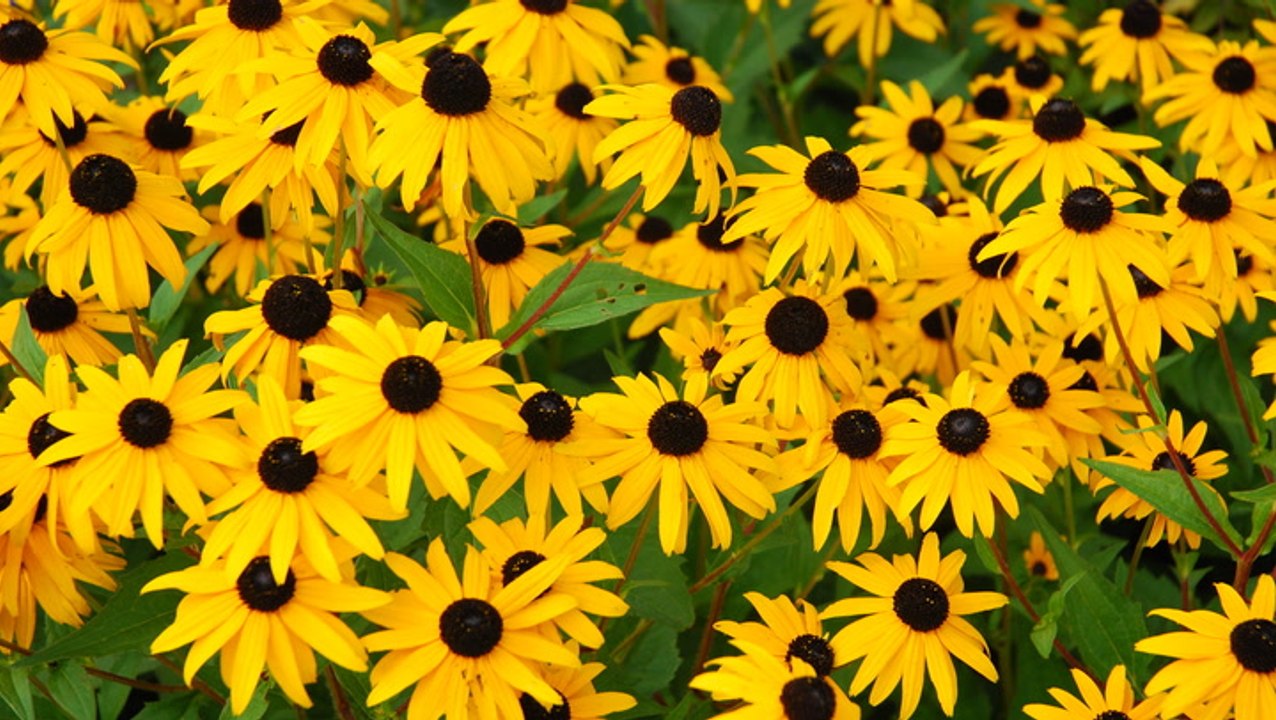 How to Grow and Care for Black-Eyed Susans, Vibrant Self-Seeders That You Can Plant in the Fall