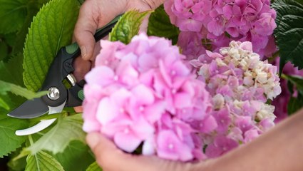 How to Deadhead Hydrangeas