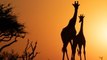 Tennessee Zoo Welcomes Super-Rare Spotless Giraffe