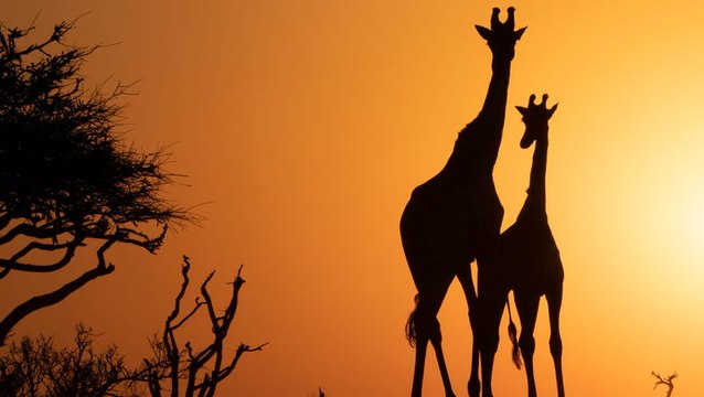 Tennessee Zoo Welcomes Super-Rare Spotless Giraffe