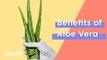 Health Benefits of Aloe Vera Juice