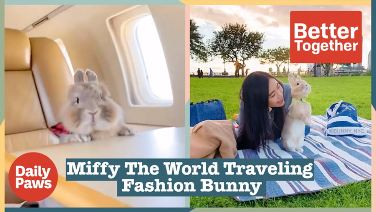 Miffy The World Traveling Fashion Bunny