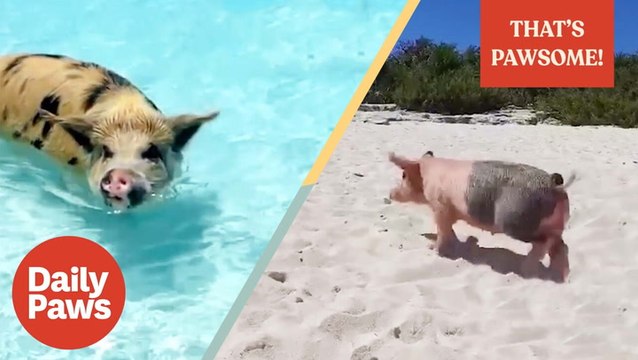 This Island Is Run By Pigs... It's a Tro-PIG-al paradise! | That's Pawsome | Daily Paws