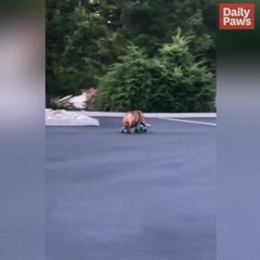 Chowder The Professional Skateboarding Dog?! | Better Together | Daily Paws