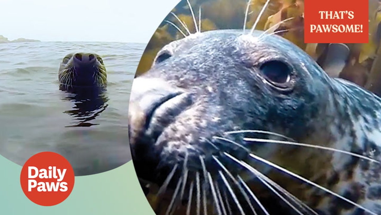 Seals are the Cute Pups of The Sea | That's Pawsome | Daily Paws