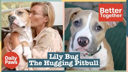 Lily Bug The Hugging Pitbull Is The Most Affectionate Dog You'll Meet | Better Together | Daily Paws