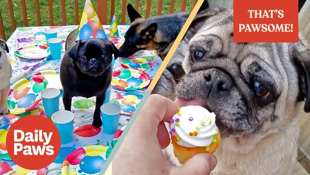 These Pups are Having the Time of Their Life Opening Presents | That's Pawsome | Daily Paws