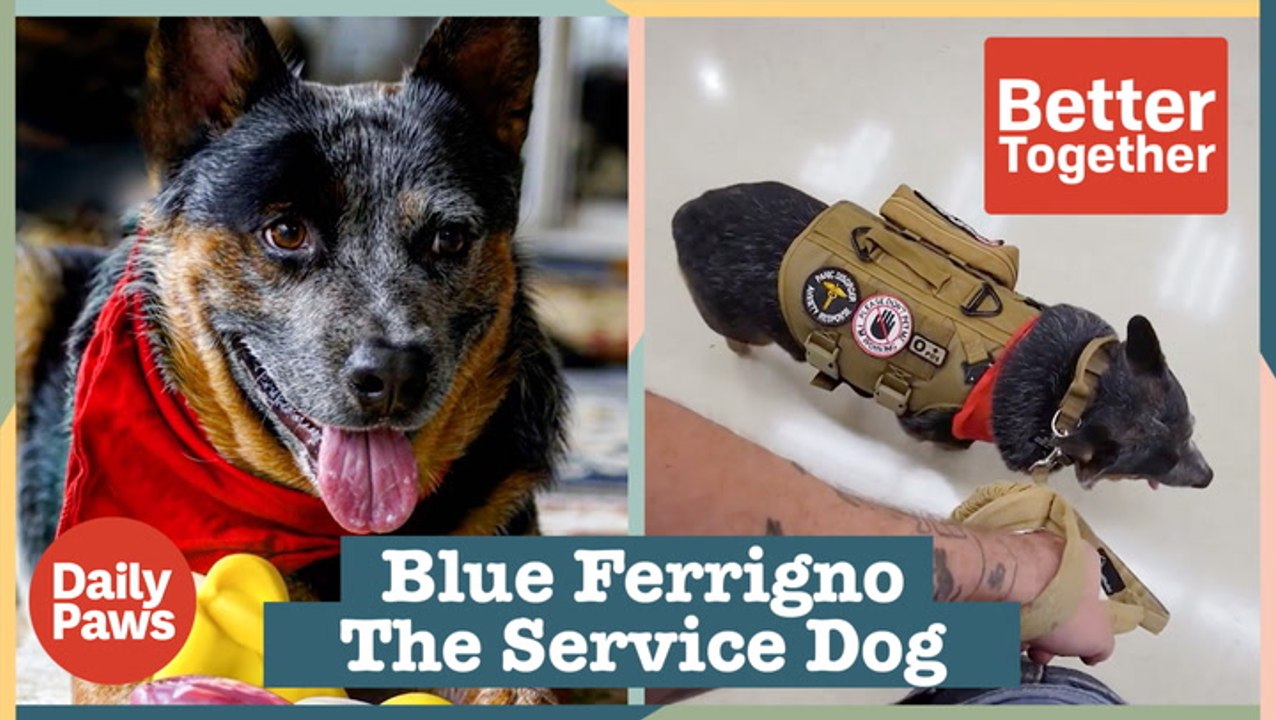 e2e: Blue is the Perfect Service Dog Companion For Veteran David Broido | Better Together | Daily Paws